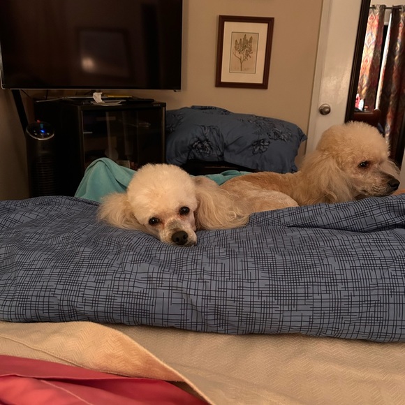 Meet your Posher, Laura - Picture 10 of 12